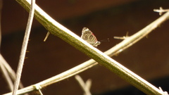 Diaethria candrena