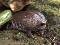 Breviceps verrucosus