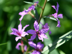 Lythrum californicum