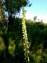 Aconitum barbatum