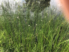 Eleocharis palustris