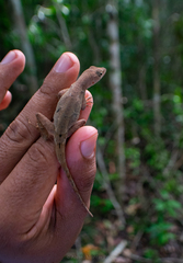 Anolis tropidonotus
