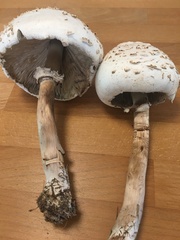 Chlorophyllum brunneum