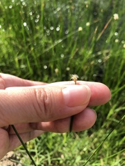 Eleocharis palustris