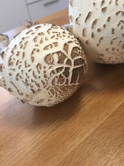 Chlorophyllum brunneum