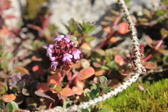 Thymus pulegioides