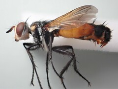 Cylindromyia rufifrons