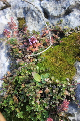 Thymus pulegioides
