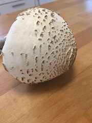 Chlorophyllum brunneum