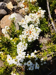 Heliotropium sinuatum