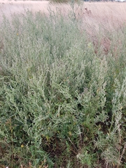 Atriplex micrantha