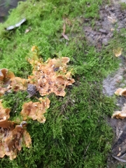 Phlebia radiata