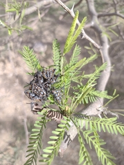Pachylis argentinus