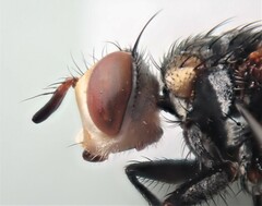 Cylindromyia rufifrons