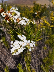 Heliotropium sinuatum