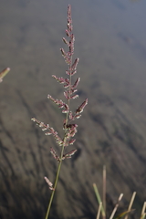 Beckmannia syzigachne