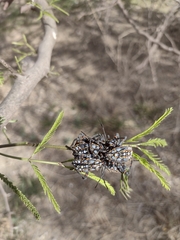 Pachylis argentinus