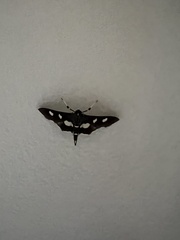 Desmia