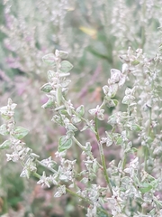 Atriplex micrantha