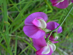 Lathyrus latifolius