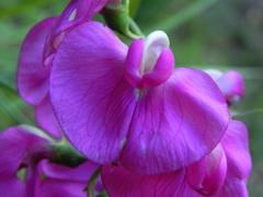Lathyrus latifolius