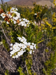 Heliotropium sinuatum