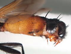 Cylindromyia rufifrons