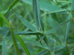 Lathyrus latifolius