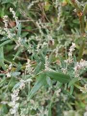 Atriplex micrantha