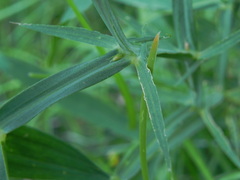 Lathyrus latifolius