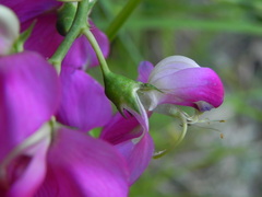 Lathyrus latifolius