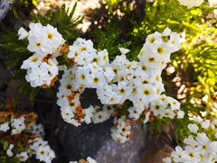 Heliotropium sinuatum