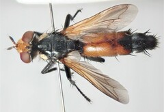 Cylindromyia rufifrons