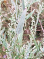 Atriplex micrantha