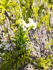 Heliotropium sinuatum