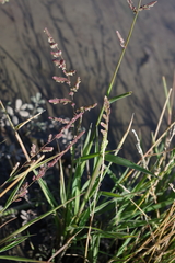 Beckmannia syzigachne