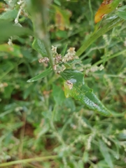 Atriplex micrantha