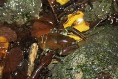 Austropotamobius pallipes