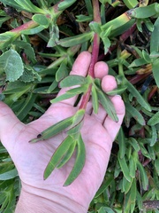 Carpobrotus edulis