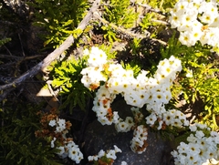 Heliotropium sinuatum