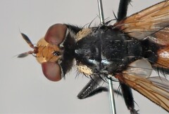 Cylindromyia rufifrons