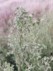 Atriplex micrantha