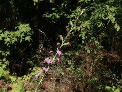 Liatris tenuis