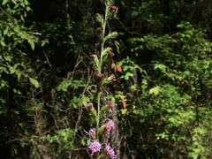 Liatris tenuis