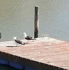 Larus dominicanus vetula