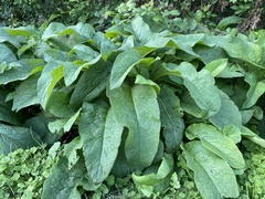 Symphytum officinale