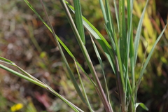 Beckmannia syzigachne