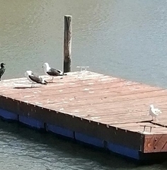 Larus dominicanus vetula