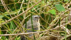 Saltator coerulescens