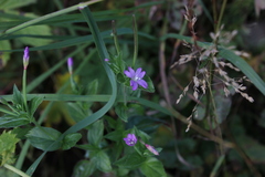 Epilobium alpestre